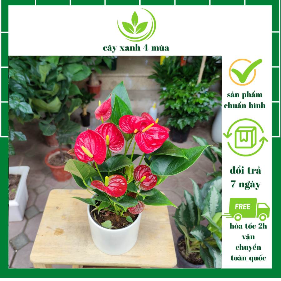 Cây hồng môn đỏ để bàn cực xinh nhiều hoa ,cây phong thủy tài lộc cao 30 -35cm