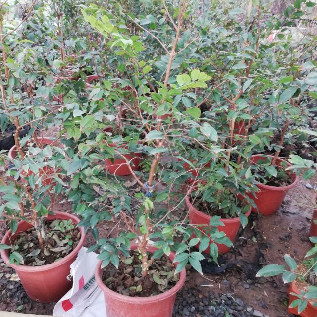 Cây nho thân gỗ tứ quý đang ra hoa