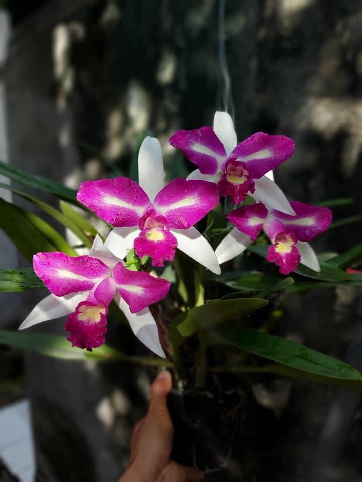 Hoa lan catt đài mặt quỷ cây trưởng thành