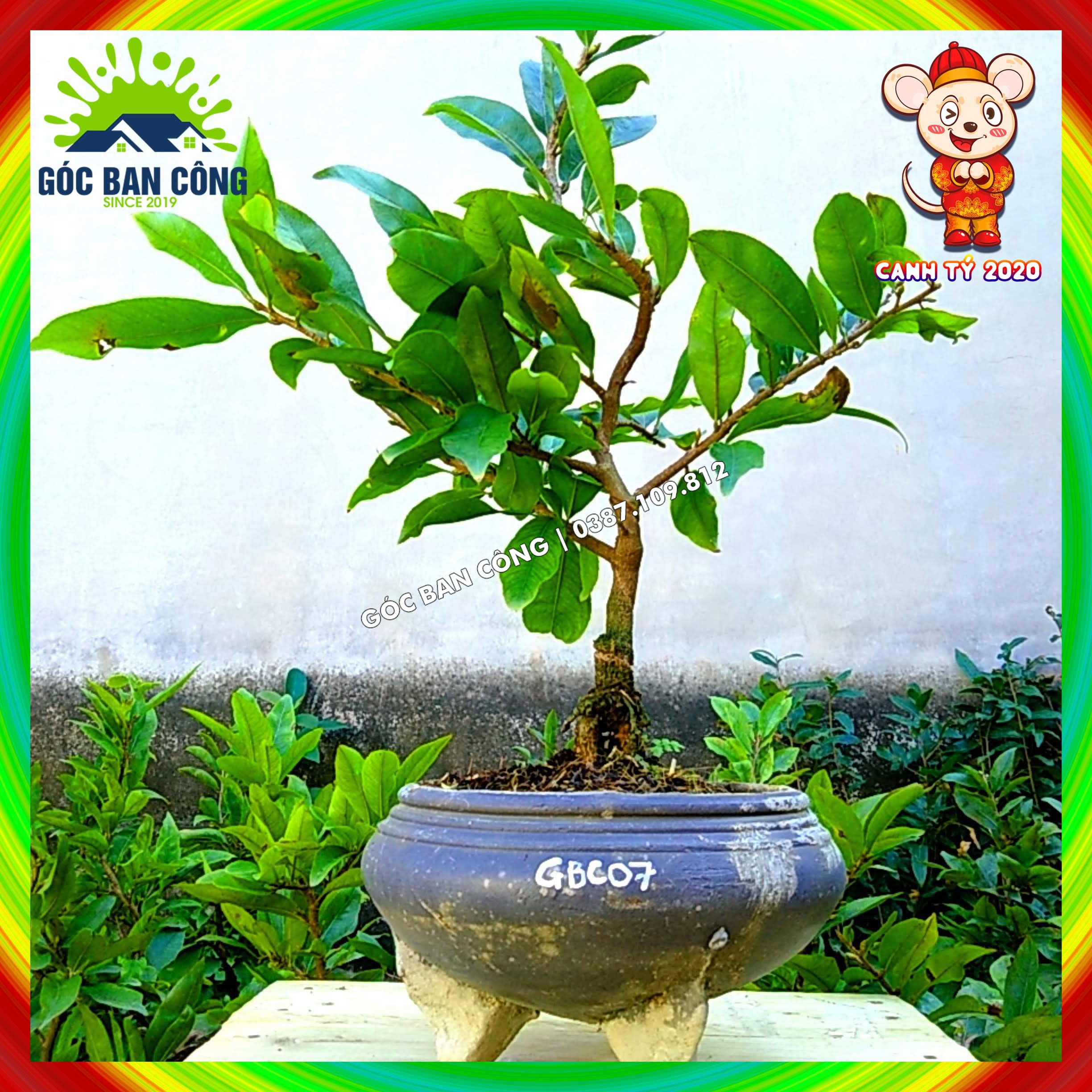 Mai Vàng Tết 2020 Gốc Quái Chơi Dáng Bonsai Mini- GBC07