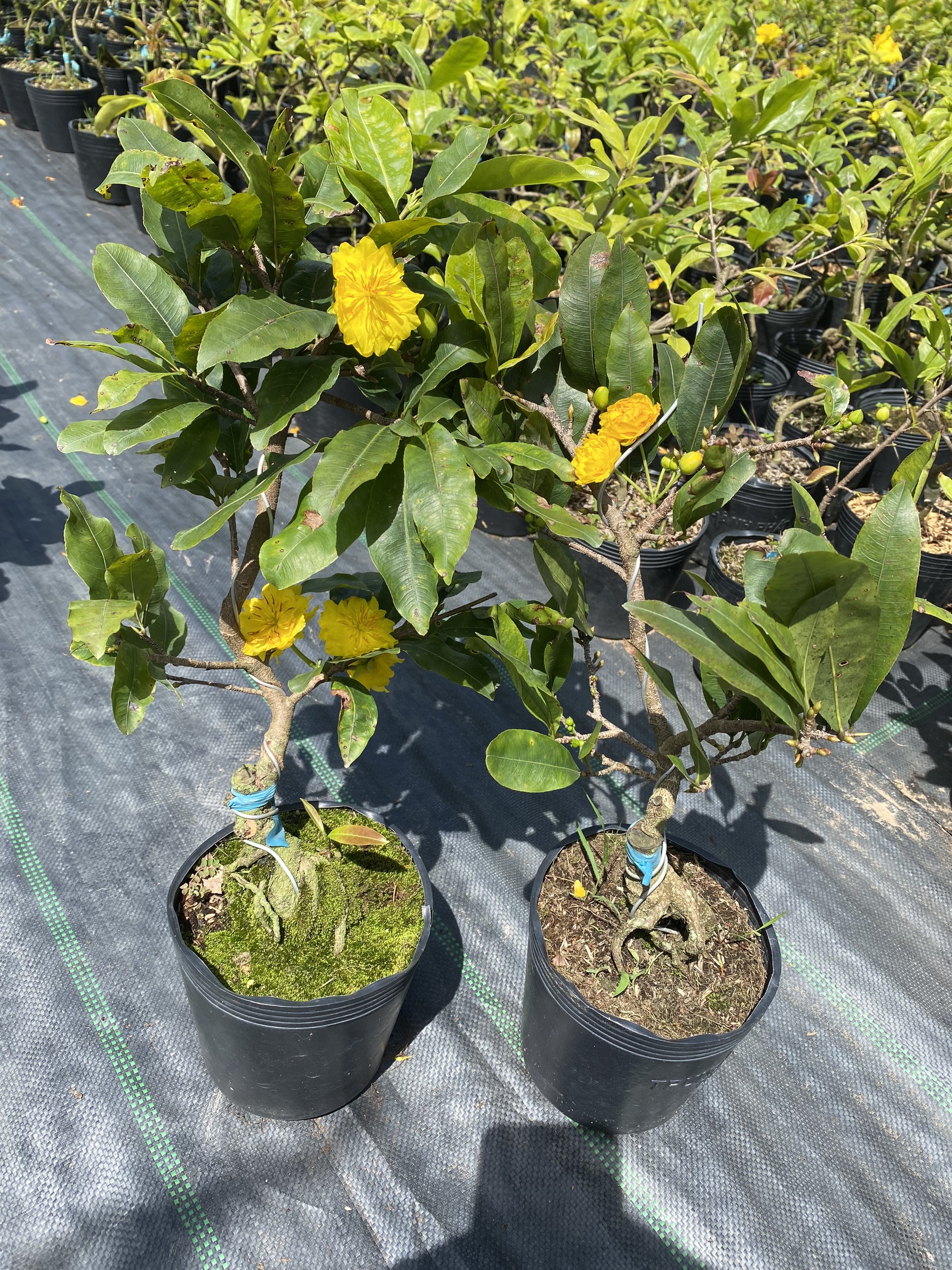 Mai xoắn mini