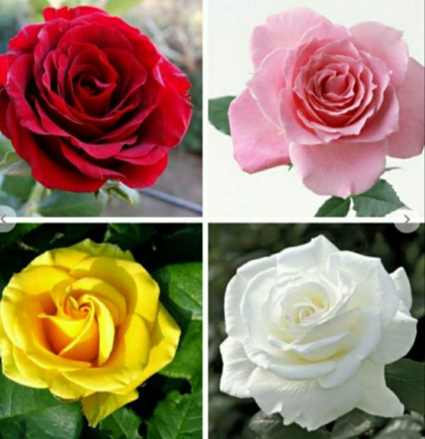 Combo 04 Gốc Hoa Hồng Đại Ngoại Nhập