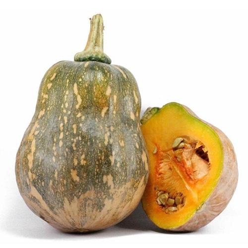 Hạt giống bí đỏ hạt đậu cao sản