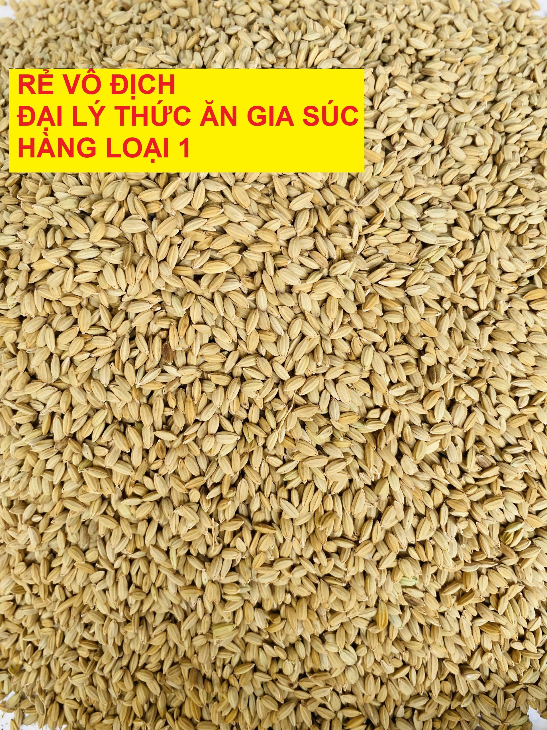 Lúa tiêu ruột đỏ hạt nhỏ - giá sỉ khi mua lẻ