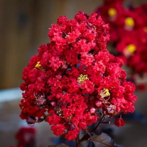 Bầu cây giống tường vi huyết long