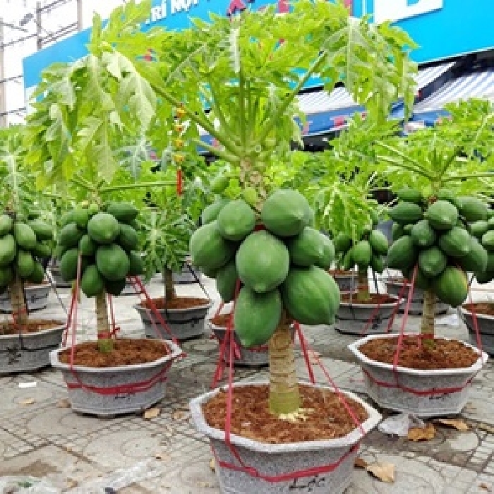 Hạt giống đu đủ bonsai loại dễ trồng. túi 5 hạt