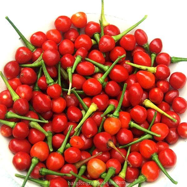 - hạt giống ớt bi