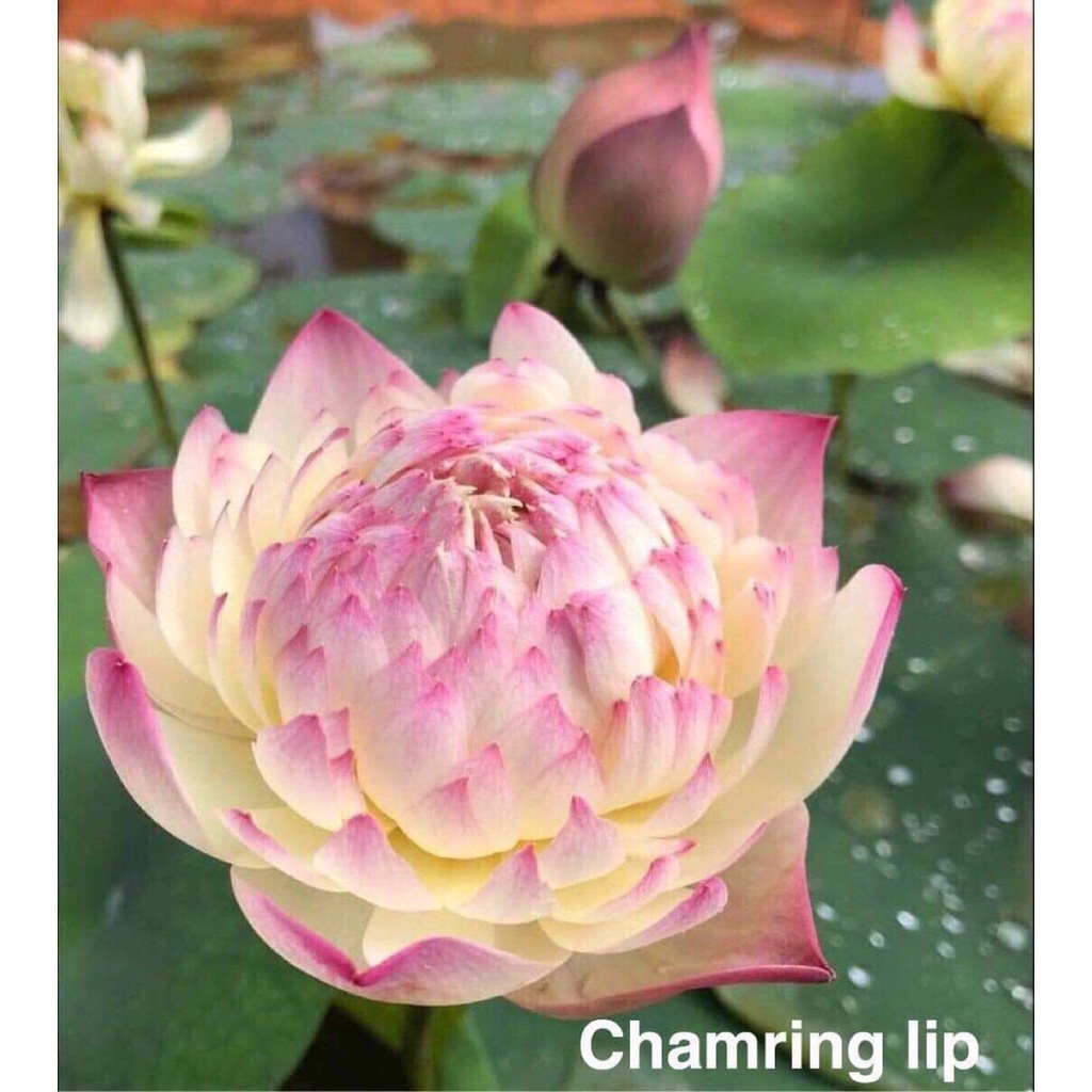 Củ sen, ngó sen đây ạ------- củ sen thái giống- 12 loại- cho hoa sau 1 tháng trồng
