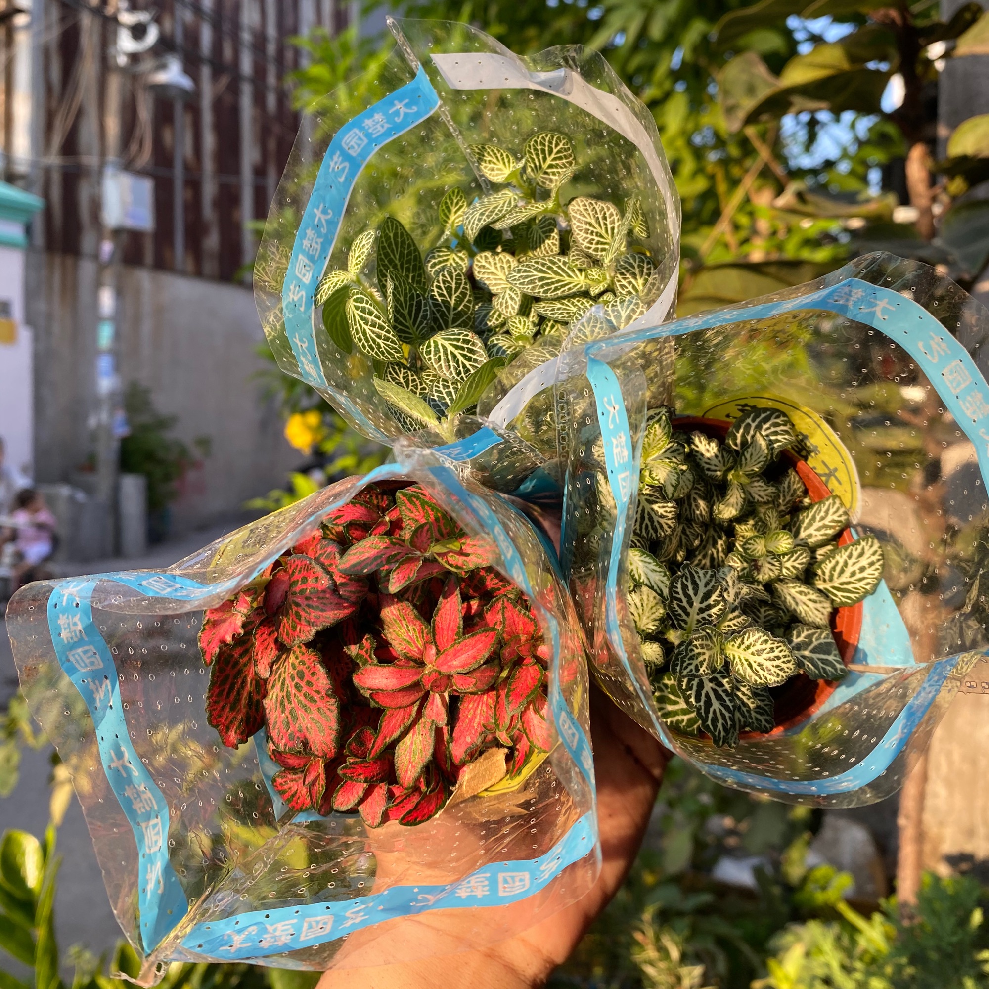 Lá may mắn fittonia - giá siêu rẻ