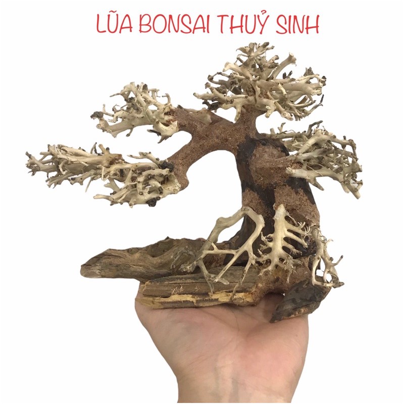 Lũa Bonsai Trang Trí Bể Thuỷ Sinh, Cá Cảnh