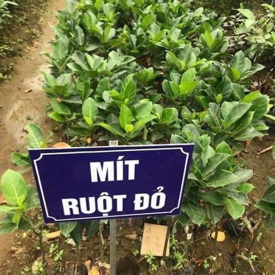 Cây mít ruột đỏ sơ đỏ giống chuẩn cao 80cm-1m