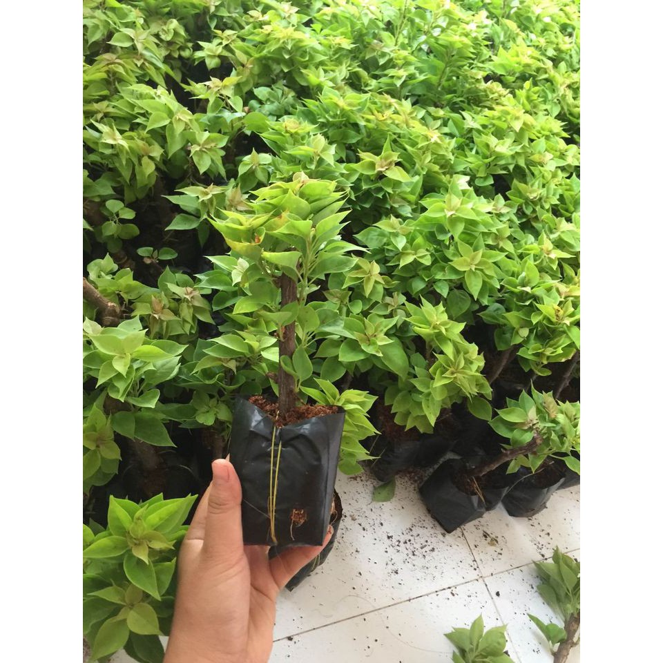 Giá Gốc - Cây hoa giấy mỹ