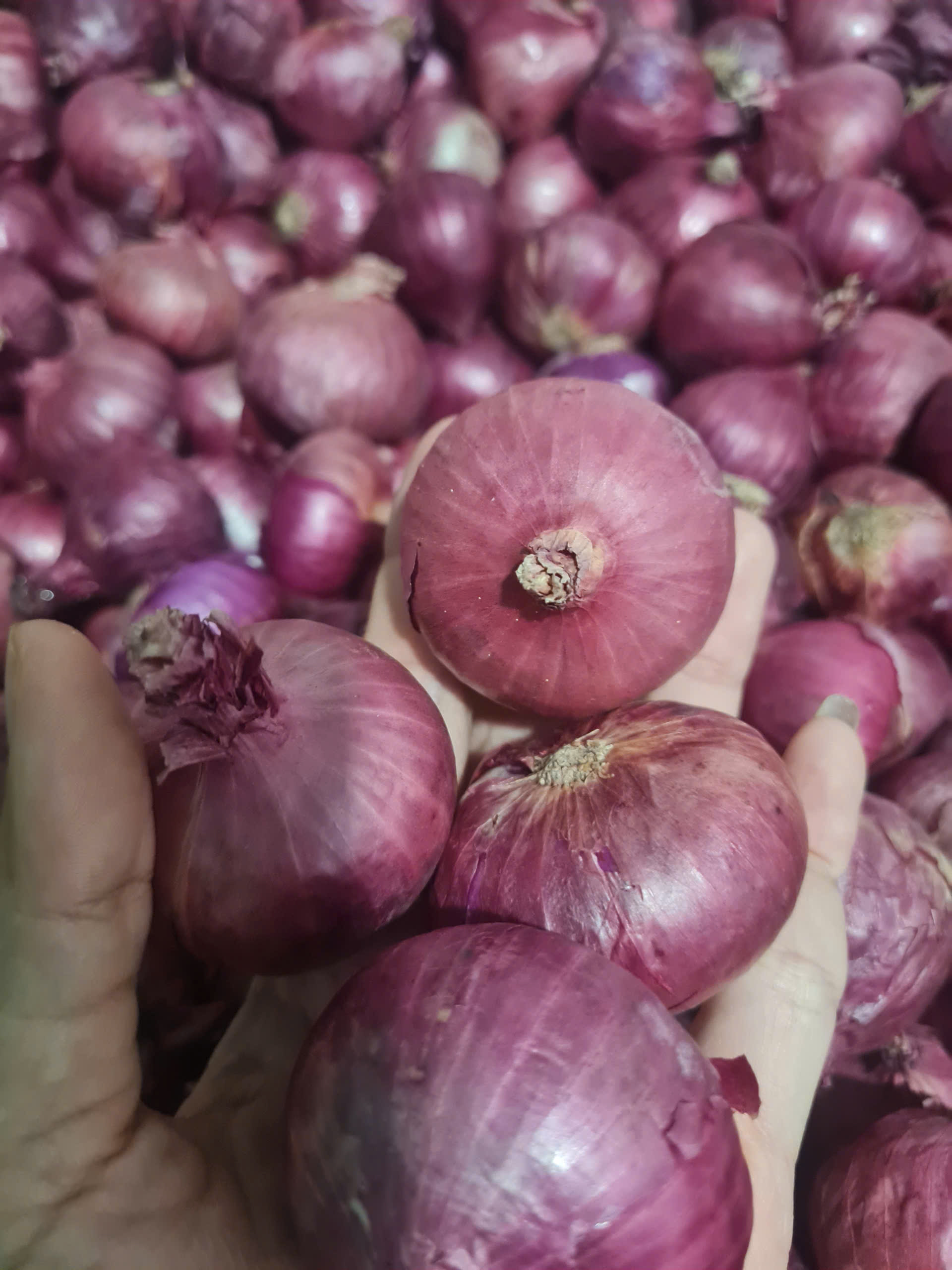 1KG Hành Tím / Hành Tây Tím Ấn Độ - tím đậm (vụ mới) , cay nồng