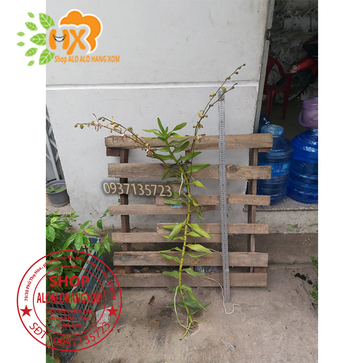 [HCM]CÂY LAN BÒ CẠP RẰN - CÂY CÓ 2 VÒI HOA