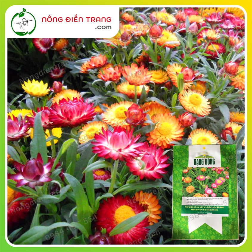 Hạt giống hoa cúc bất tử mix nhiều màu - gói 0.03g - hoa nhiều đẹp lâu tàn vtnn nông điền trang