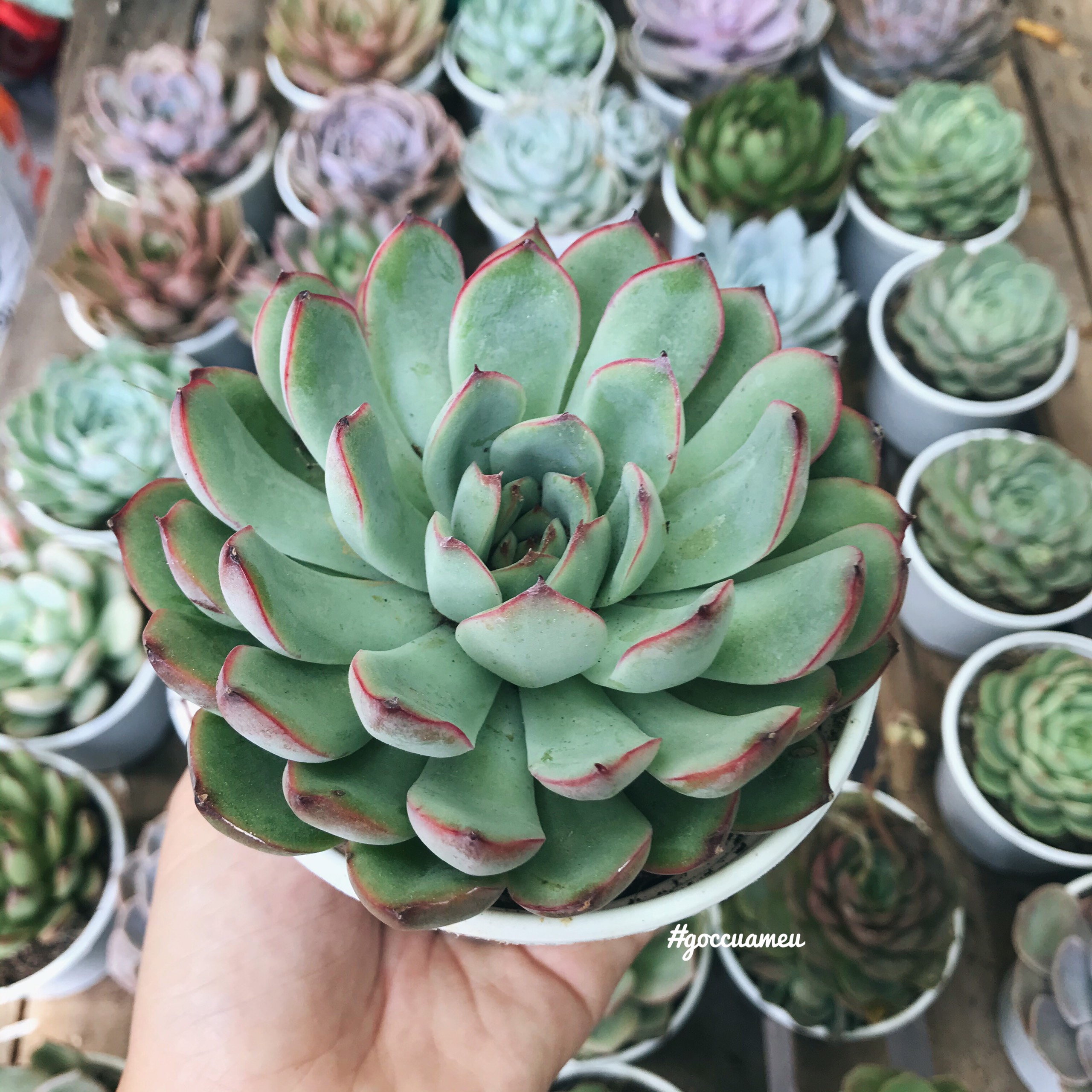 Sen đá Viền đỏ - size Trung