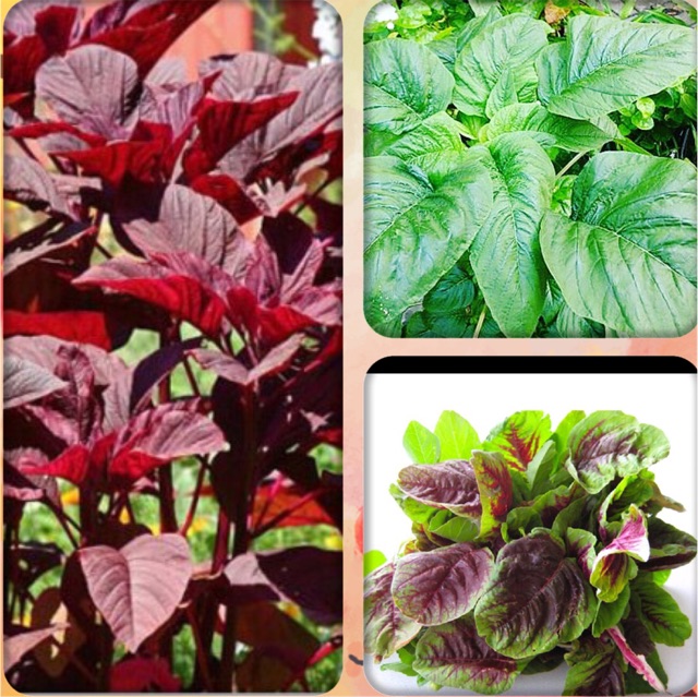 Hạt Giống Dền Tía, Dền Gai, Dền Cơm. Tên Khoa Học: Amaranthus Sp. Họ Khoa Học: Thuộc Họ Rau Dền - Amaranthaceae