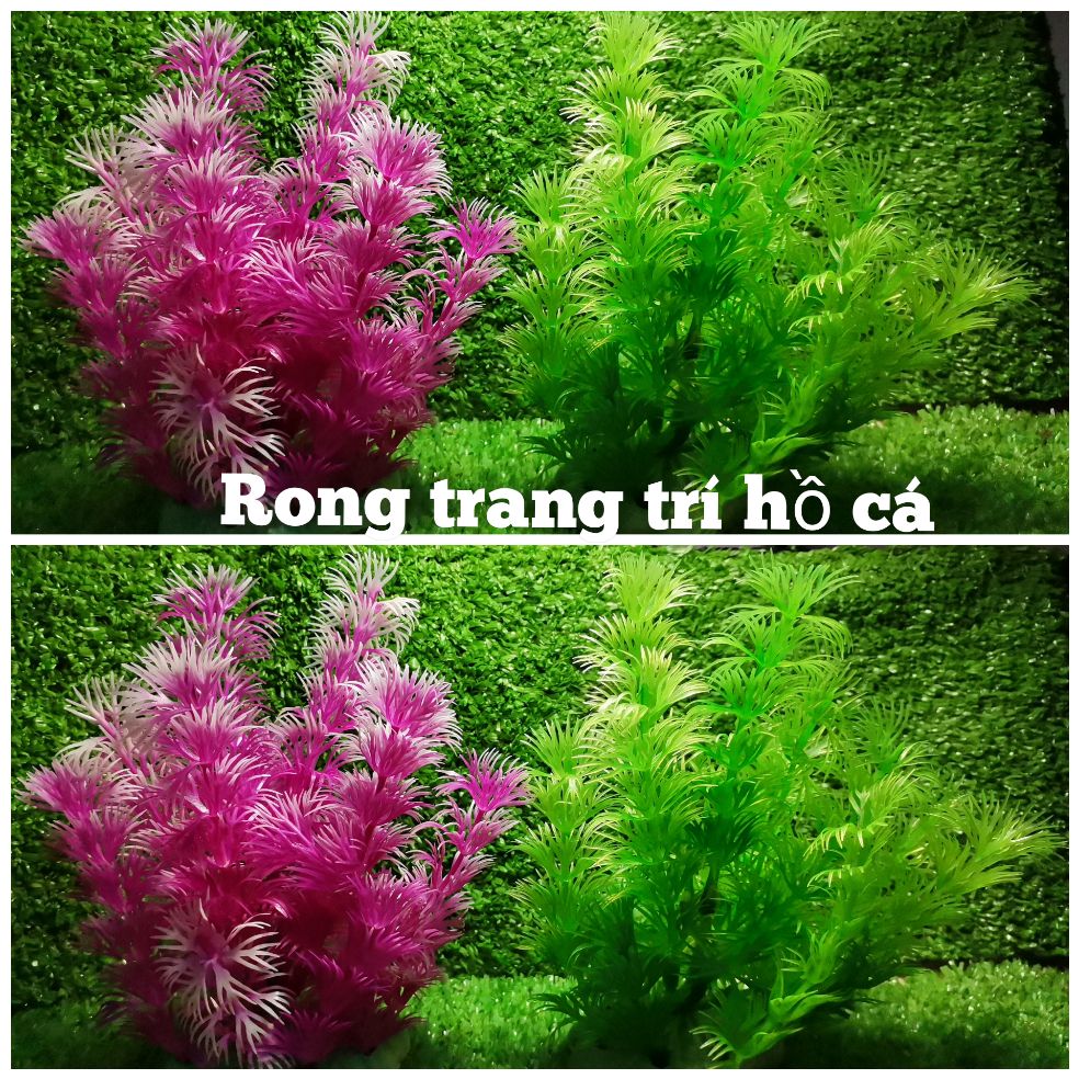 Rong trang trí cho hồ giá cho 1 cây