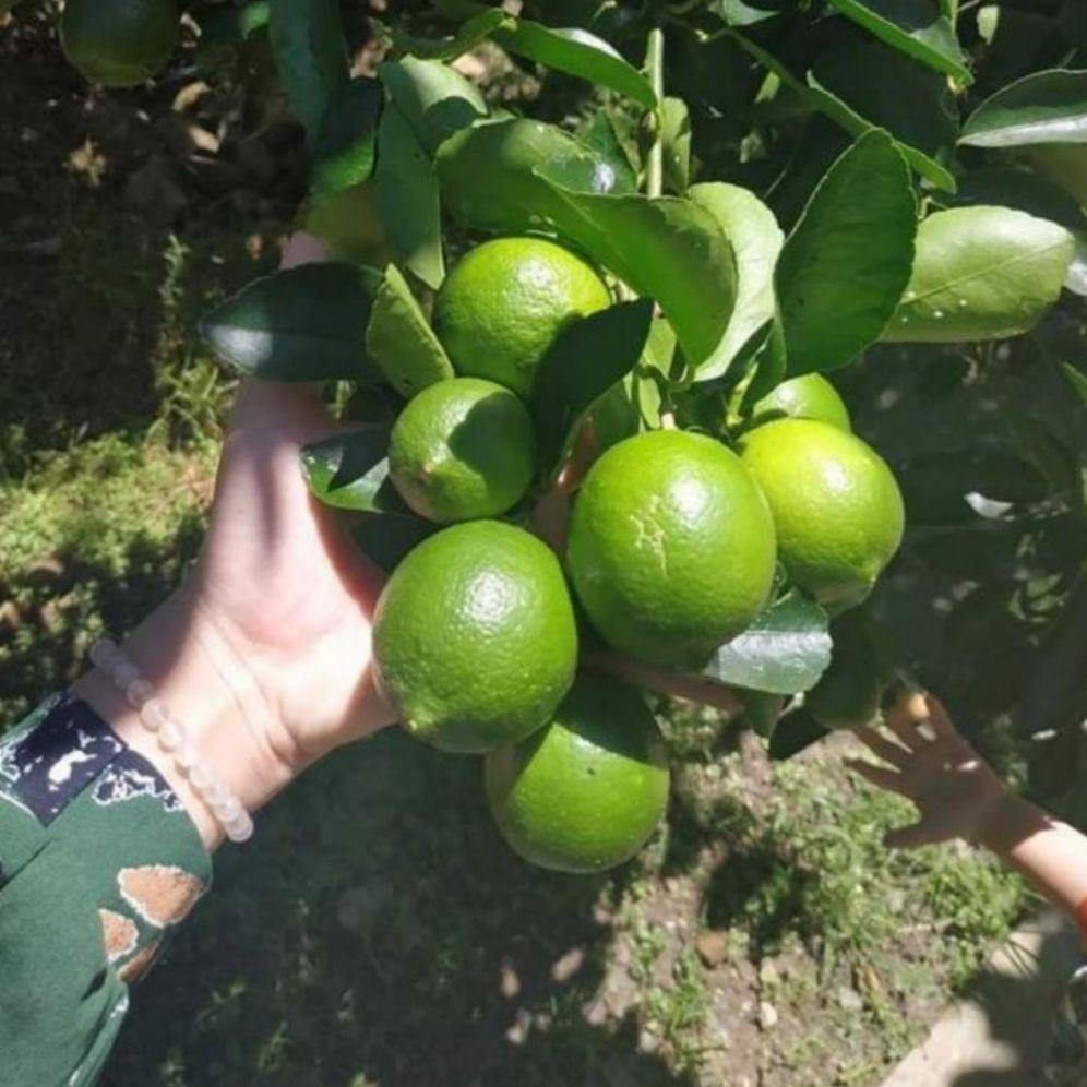 cây chanh tứ quí 1 cây ( đang trái)