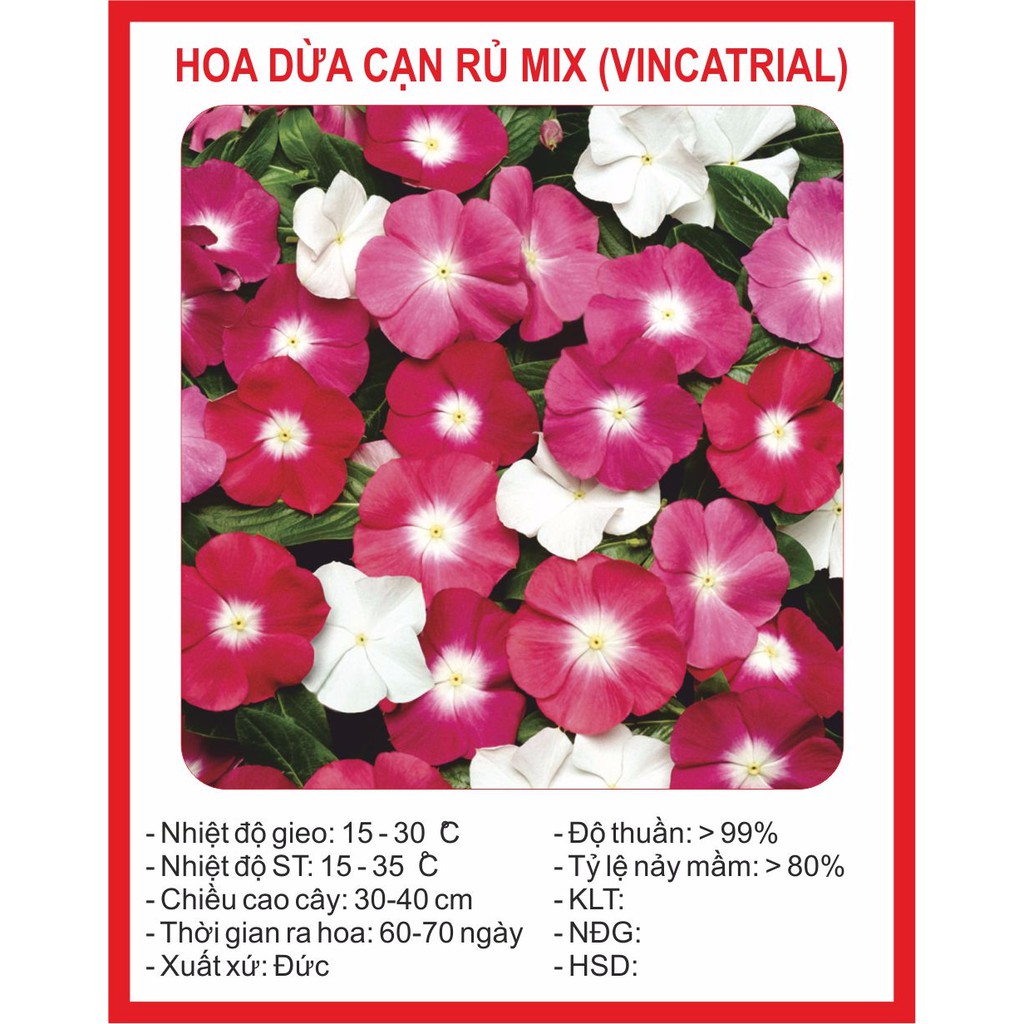 Hạt giống hoa dừa cạn 100 hạt