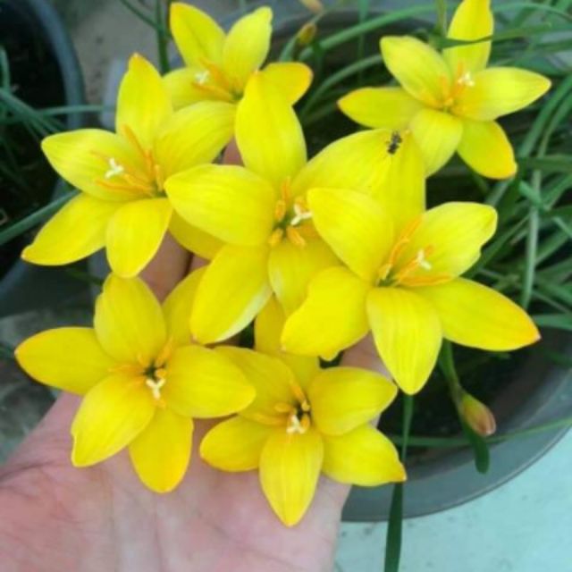 10 củ huệ mưa màu vàng to đẹp