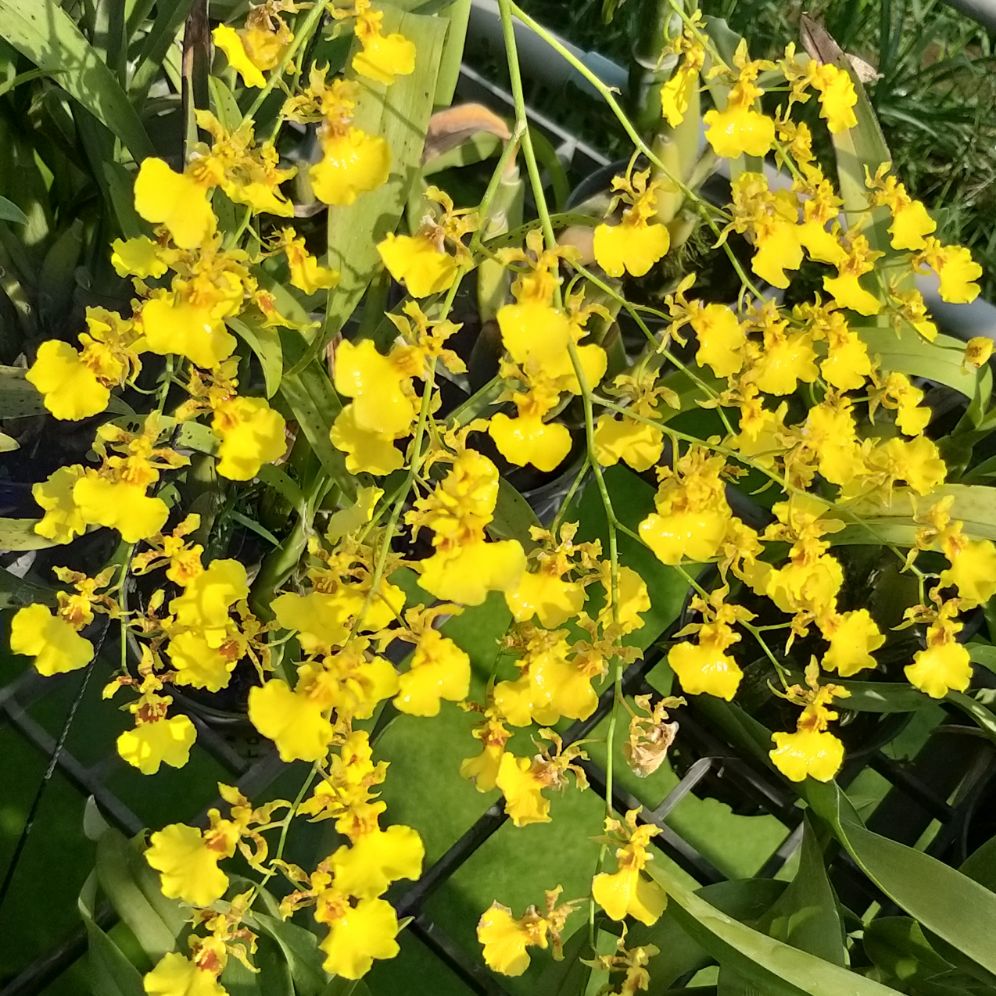 Vũ nữ damsay phát hoa rất nhiều hoa, chậu rất nhiều thân, siêng hoa.