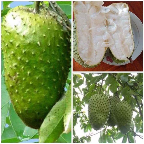 cây giống mãng cầu xiêm không hạt