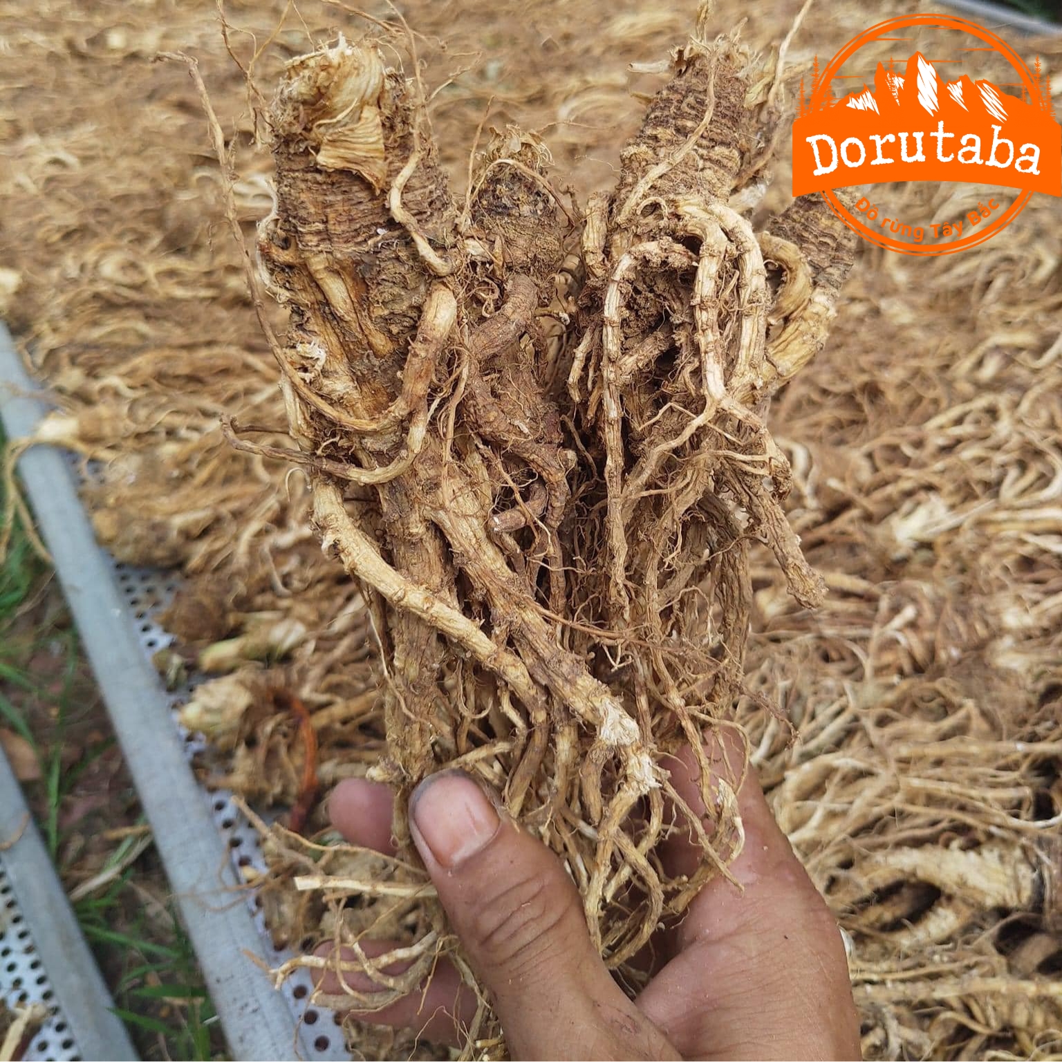 Sâm đương quy khô SAPA loại 1 sấy lạnh từ đương quy tươi giữ nguyên dược tính giúp bổ huyết, tăng sức đề kháng