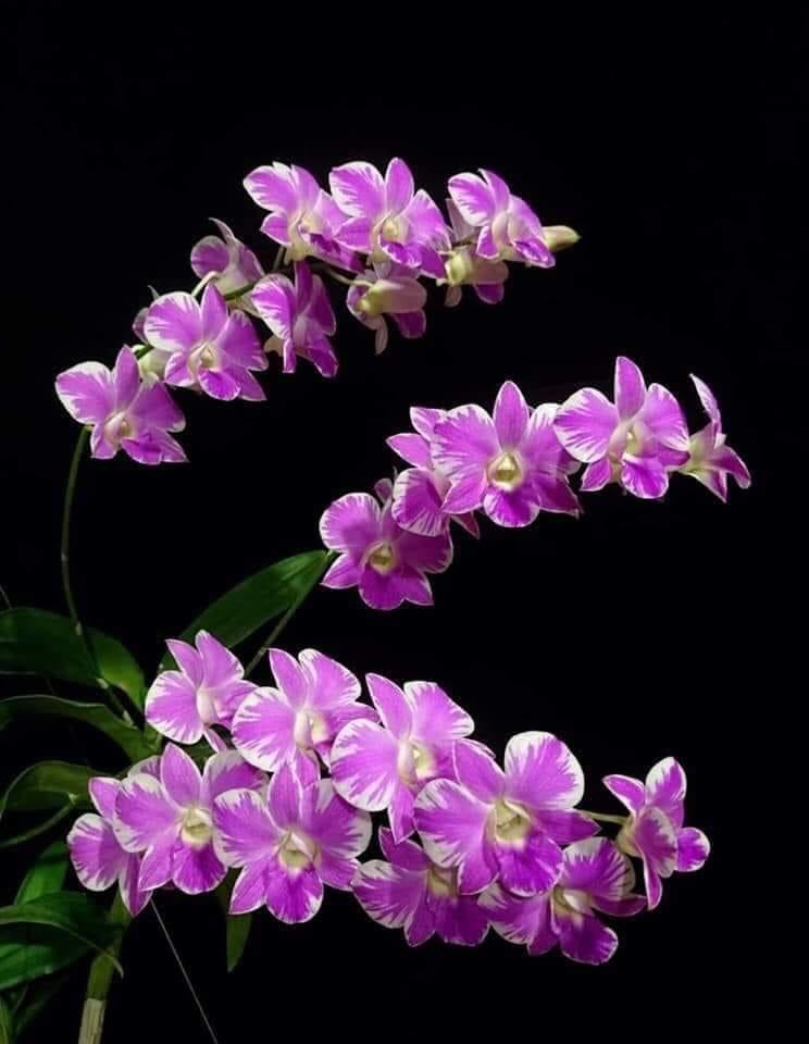 Dendro Chớp Hồng