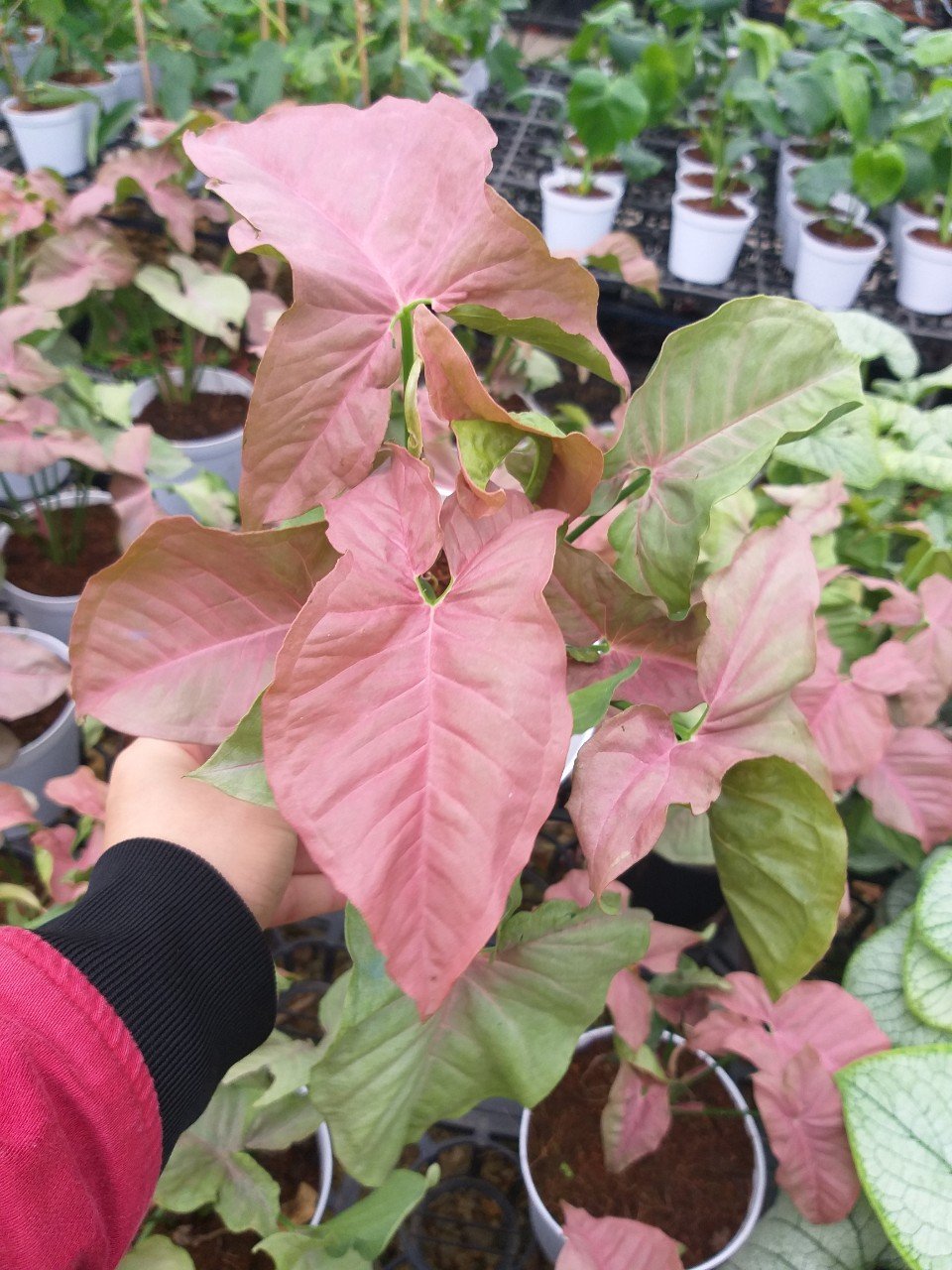 Trầu bà hồng - Syngonium pink