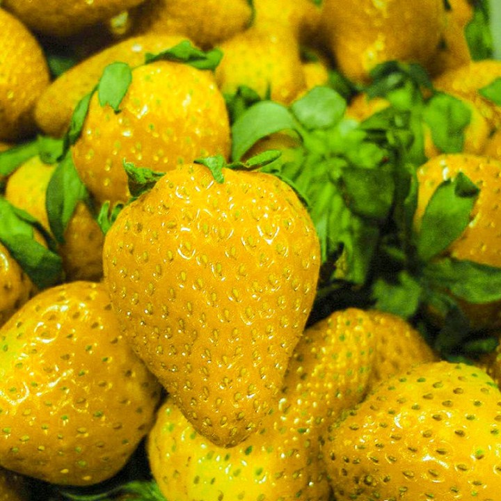 hạt giống dâu tây vàng gói 100 hạt  mua từ 50k tặng 2 sản phẩm