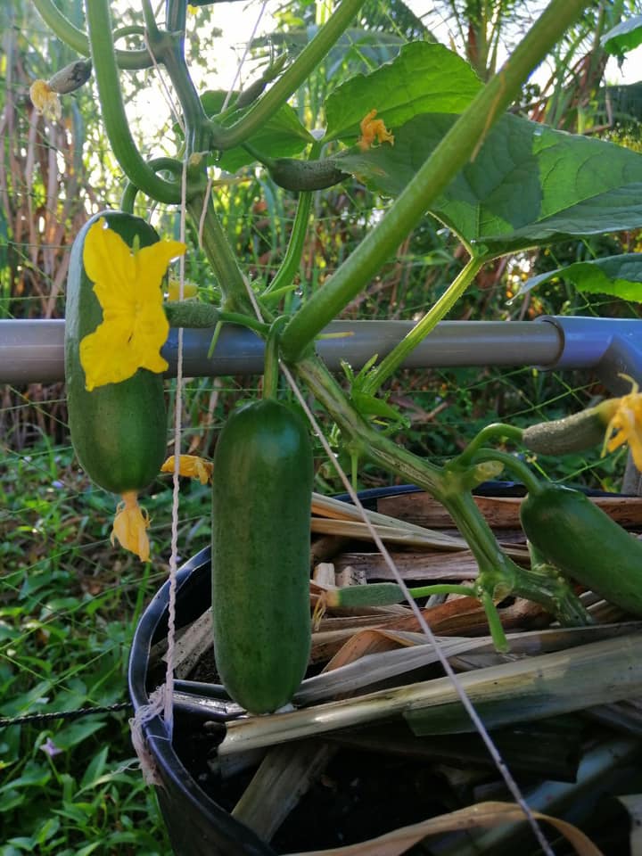 Hạt Giống Dưa Leo Baby LYSSA 353 Sai Trái (5 Hạt) dưa leo chùm, siêu nhiều trái