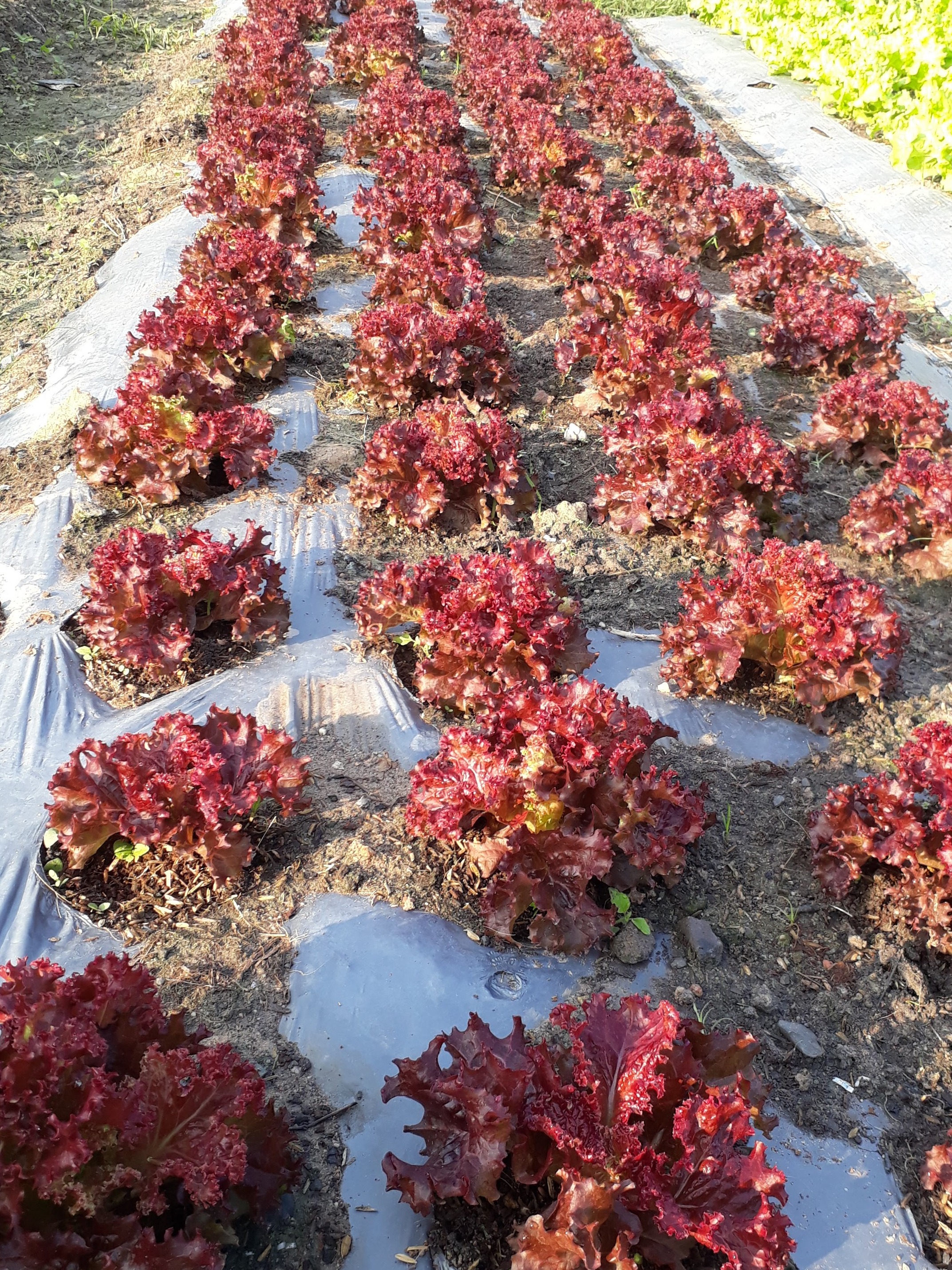 Xà lách tím gói 2g - Xà lách tím