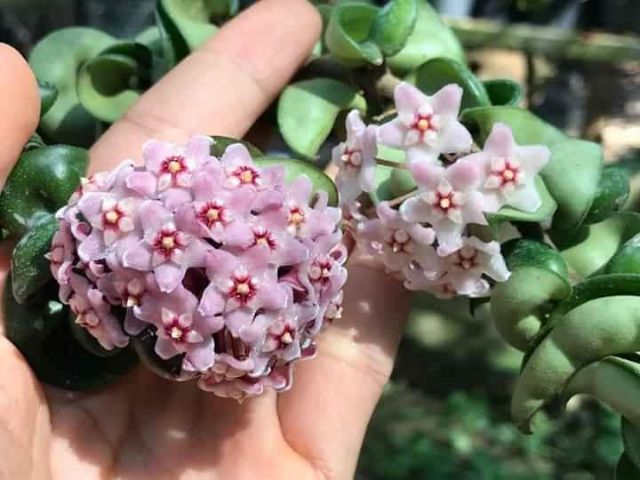 Cẩm cù xoắn cây giống