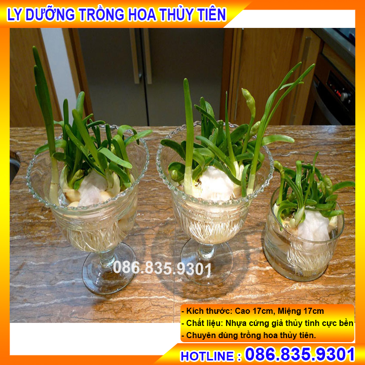 Combo 5 ly dưỡng trồng thủy tiên - ly nhựa giả thủy tinh