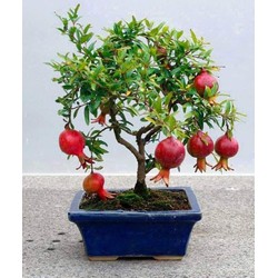 Cây giống lựu đỏ