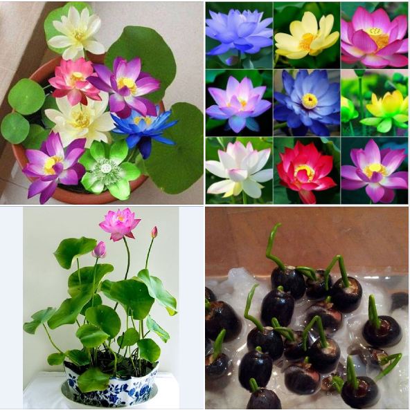 Hạt giống sen mini nhật mix màu - 1 gói 5 hạt