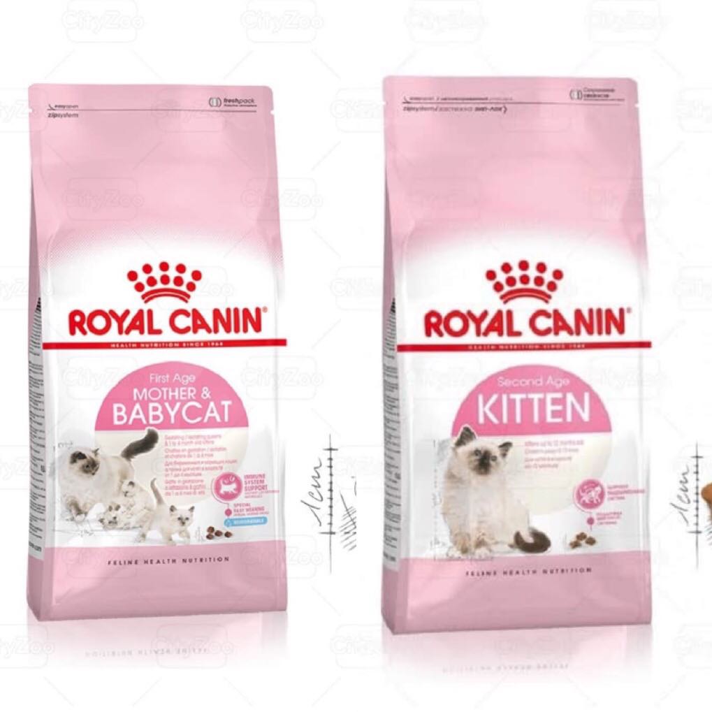 "Hoàn tiền đến 10%" Royal baby mother/kitten 2kg - Petshop Chubby Mew