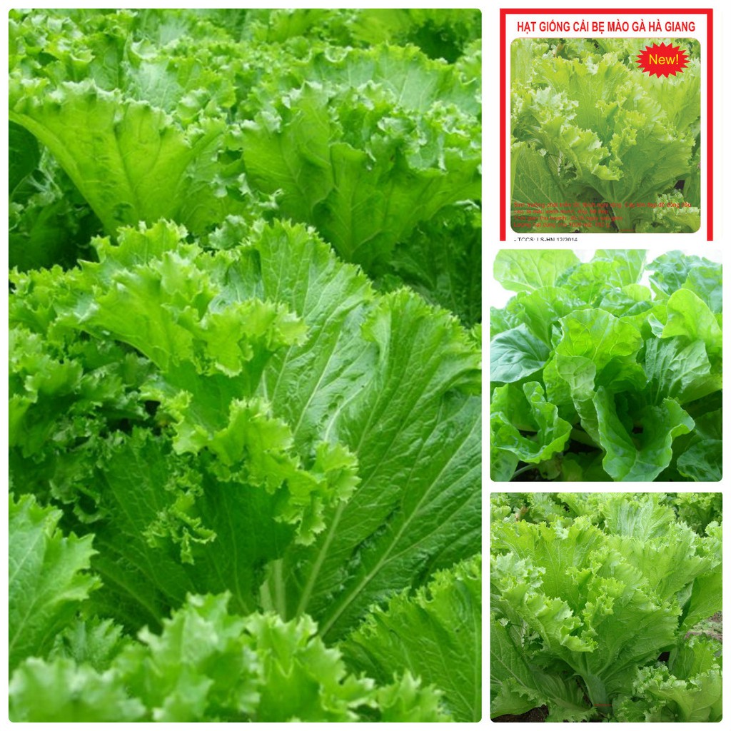 Gói 1kg hạt giống rau cải bẹ mào gà cao sản