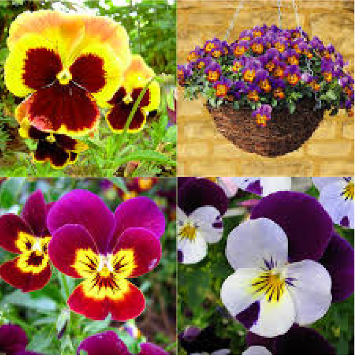 hạt giống hoa pansy