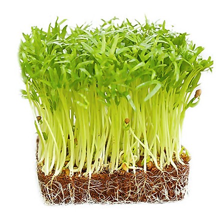 Hạt giống rau mầm rau muống, đóng gói 50-100gr