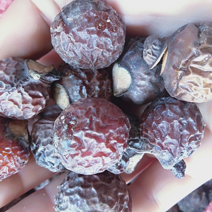 Bồ hòn già chín cây