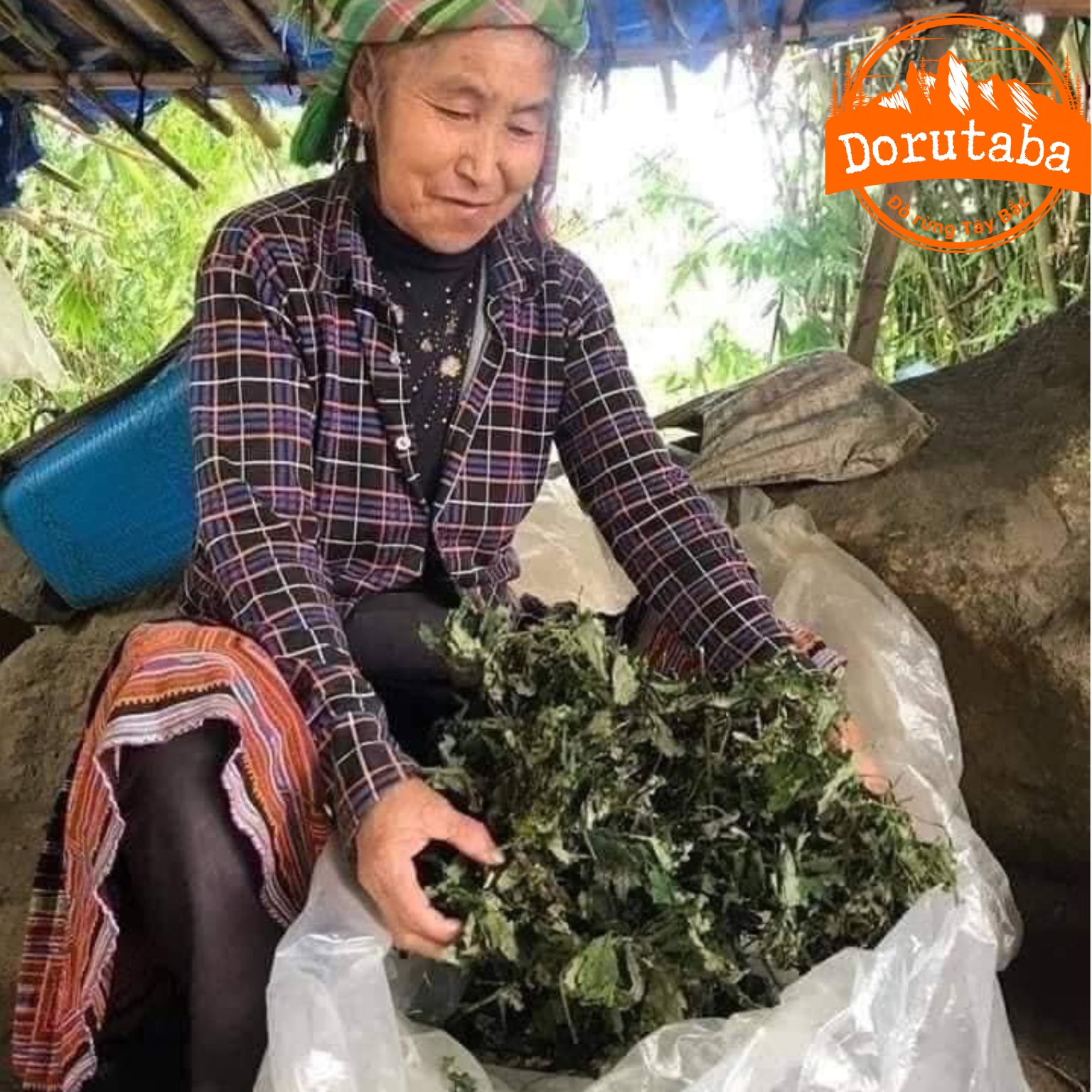 Lá đắng rừng Tây Bắc, lá cơm kìa chữa đau dạ dày. Lá rau đắng khô nấu canh dân tộc vùng cao tây bắc, Thanh Hoá