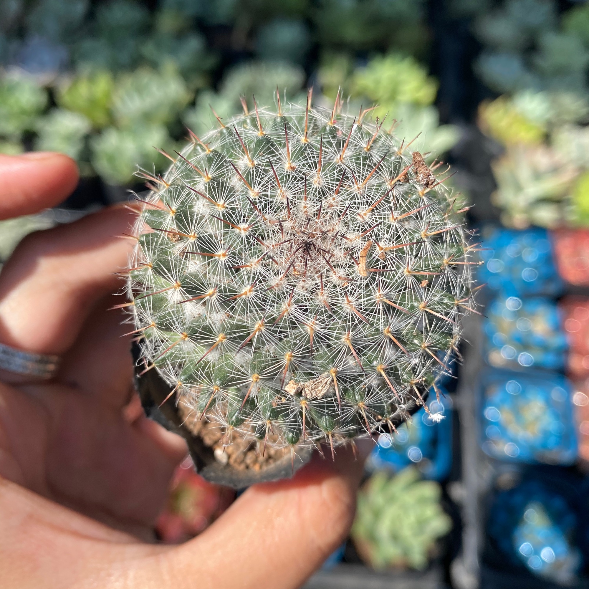 Xương Rồng Bánh Sinh Nhật 5CM