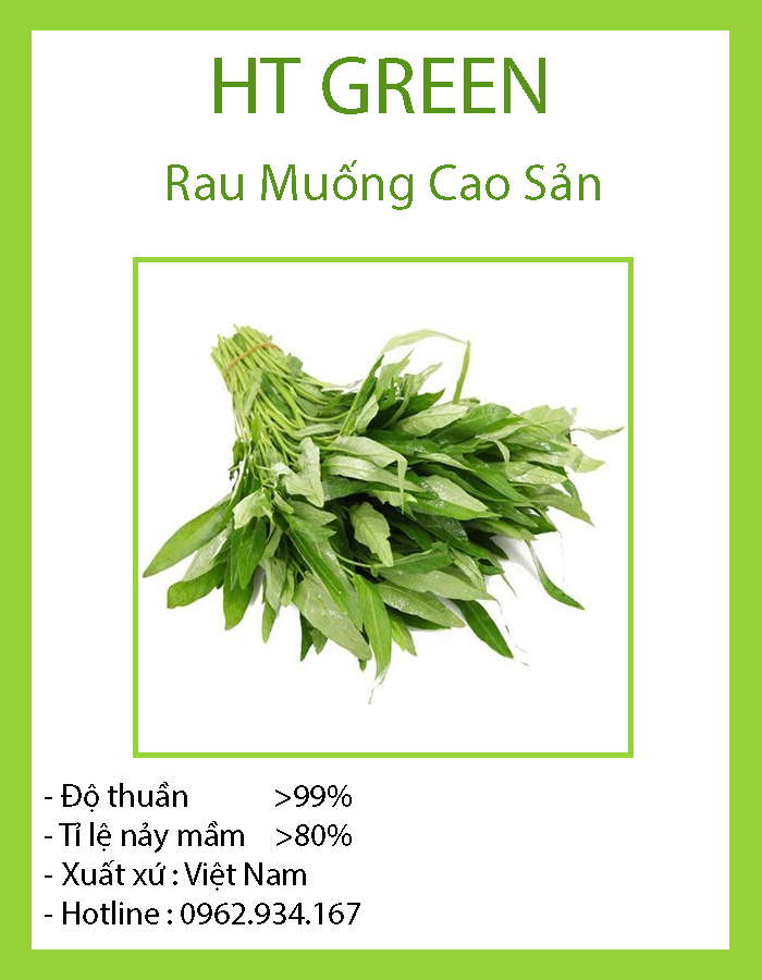 Hạt giống rau muống cao sản