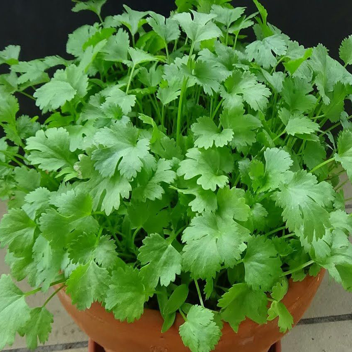 Hạt giống rau mùi - ngò rí chịu nhiệt Italy PSV43 | Phởms Market