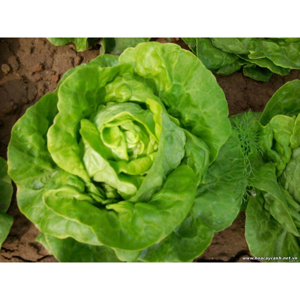 MJ260 Gói 50 Hạt Giống Xà Lách Búp Nhiệt Đới (Xà Lách MỠ) Giống Mới Chịu Nhiệt 4 Mùa