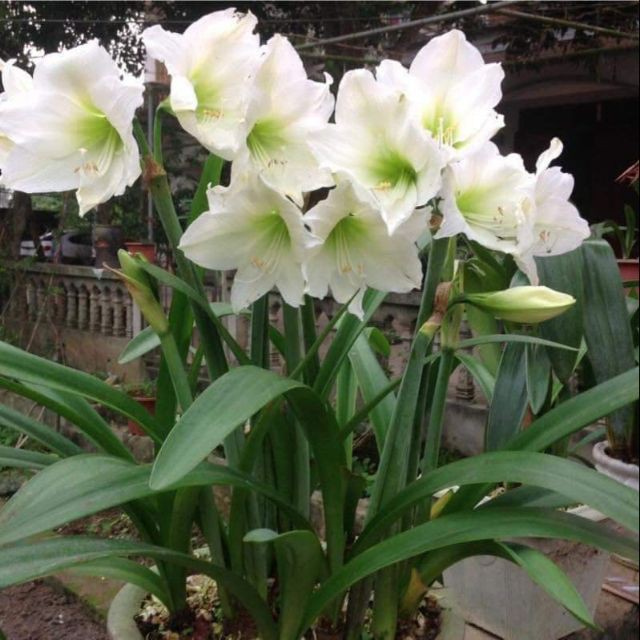 Củ hoa lan huệ Tuyết thanh