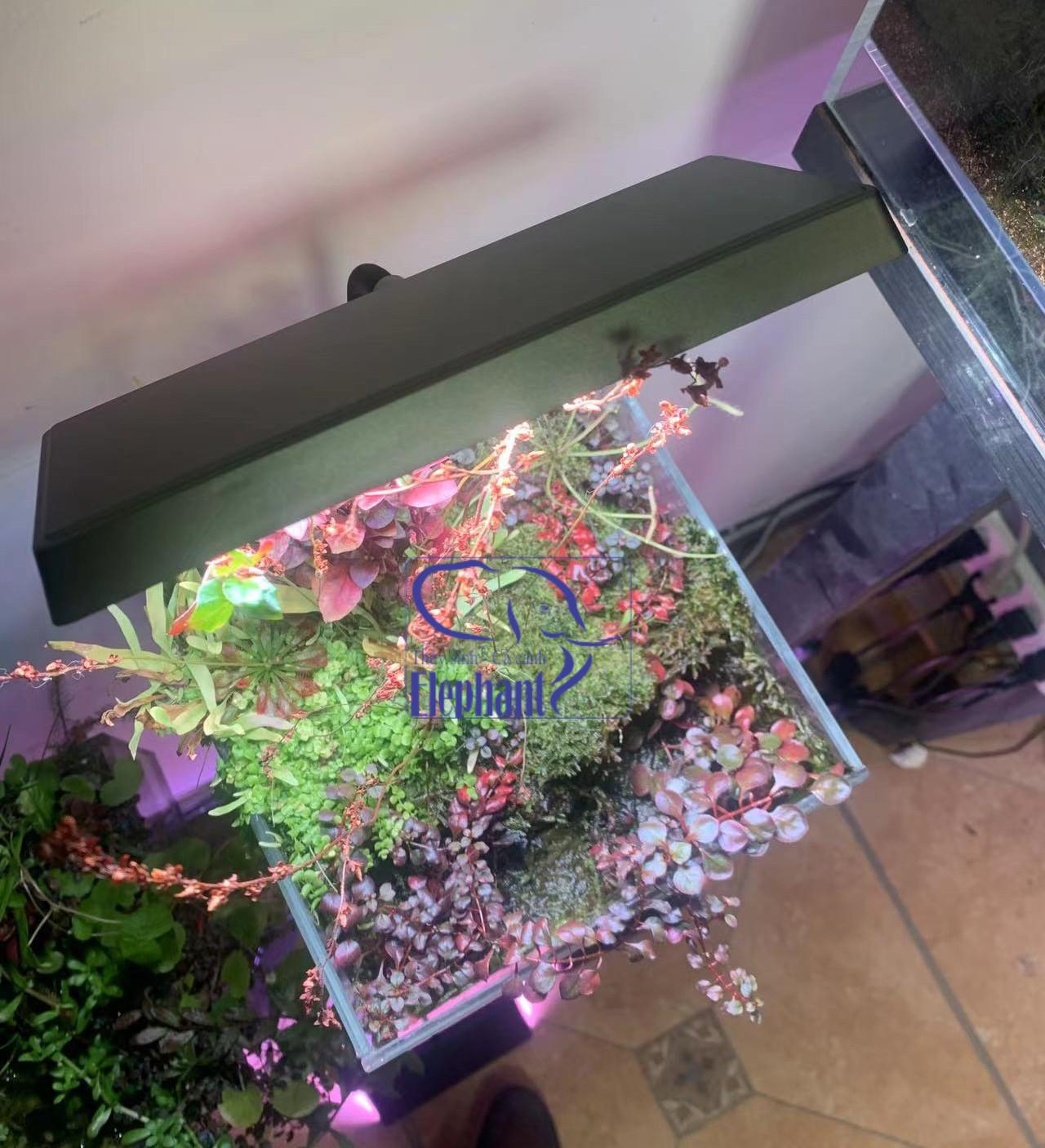 Đèn Led Neo Flat Nano S3 Plus và Xuameilong giúp đỏ cá không gây đỏ nước dùng cho hồ nhỏ để bàn
