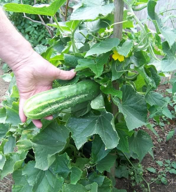 Trái dưa Bush Champion Cucumber